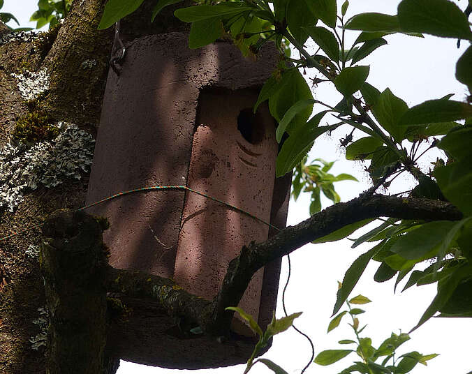 Vogelnistkasten hängt an Stamm in Baum